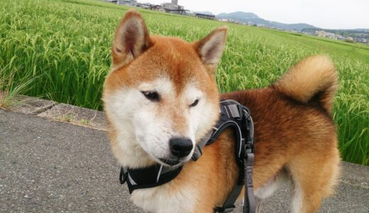 みのりの秋は散歩中につい立ち止まってしまう、柴犬 空まめ