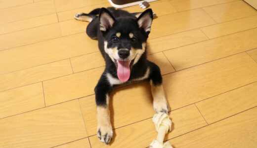 犬ガムでうれしそうな黒柴 大福まめ