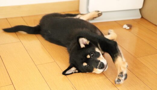 まったりと過ごす黒柴 大福まめ