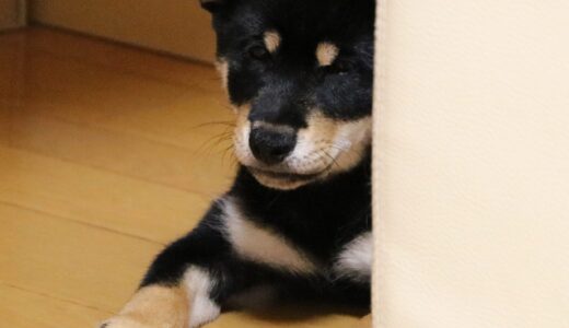 黒柴 大福まめと柴犬 空まめのはじめての接近