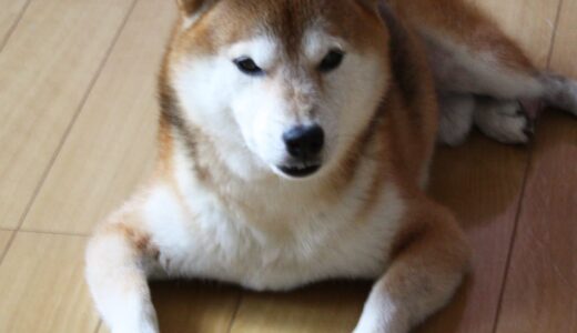 柴犬 空まめもボールが大好き！