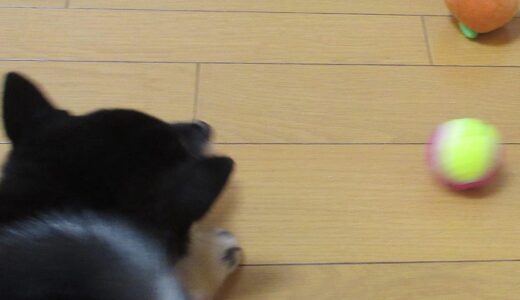 狭いところが大好きな黒柴 大福まめ