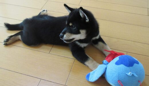 ぬいぐるみと黒柴 大福まめ