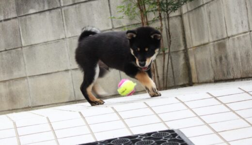 黒柴 大福まめのボール遊びと柴ドリル