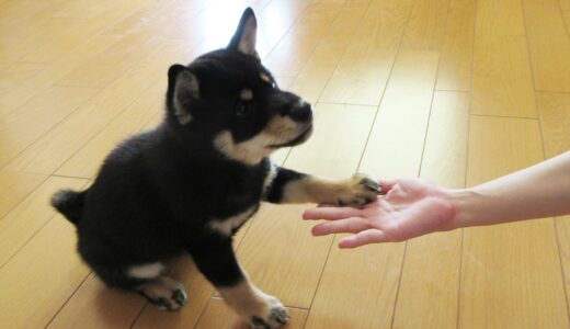 お手の瞬間を撮影するのは意外に難しい黒柴 大福まめ