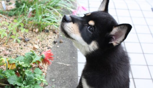 花壇で遊ぶ黒柴 大福まめは、いたずらっこ