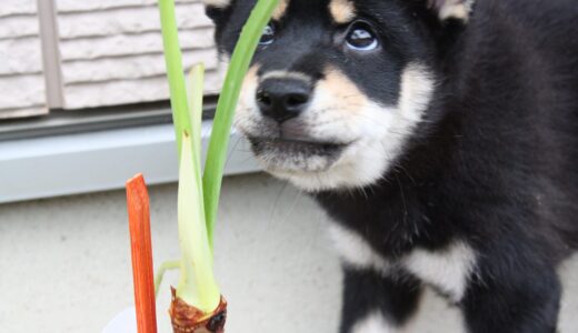 黒柴 大福まめ、花壇に出してある観葉植物が気になりました。