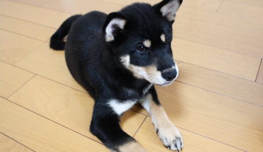 下のソーシャルリンクからフォロー