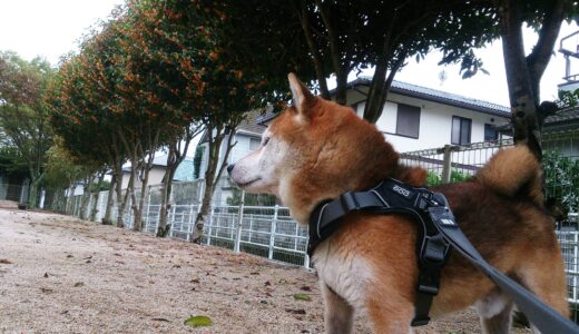 金平糖みたいなキンモクセイと柴犬 空まめ。