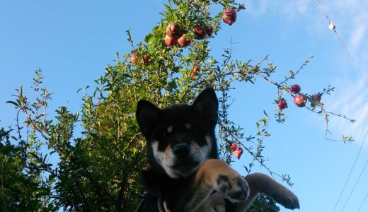 まめ家の柴犬たちとザクロ