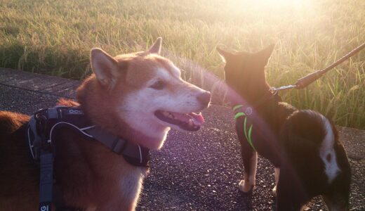 柴犬 空まめと大福まめ、一緒にお散歩。大福まめは黄金色の稲穂を見ることができました。