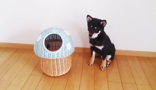 黒柴 大福まめとキノコのゴミ箱 Vol.01