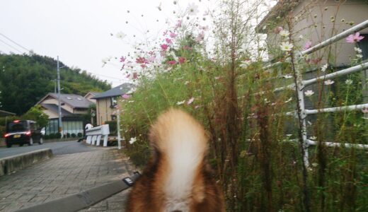 柴犬 空まめと「秋桜（コスモス）」