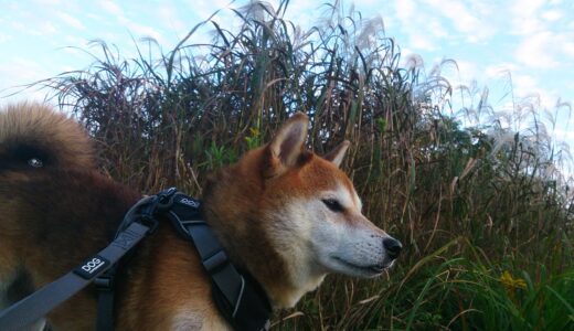 ススキと秋の空と柴犬 空まめ