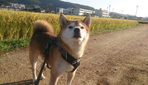 稲刈りあとと柴犬 空まめ
