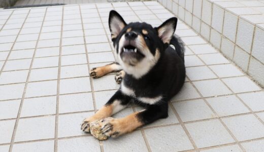 転がる石を捕まえて、どや顔の黒柴 大福まめ。
