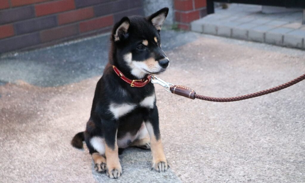 黒柴 大福まめ、はじめての首輪（BIRDIEの首輪） まめ家の柴犬