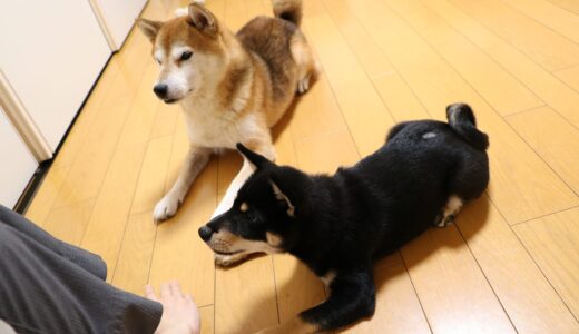 柴犬 空まめと大福まめのおやつの時間です。
