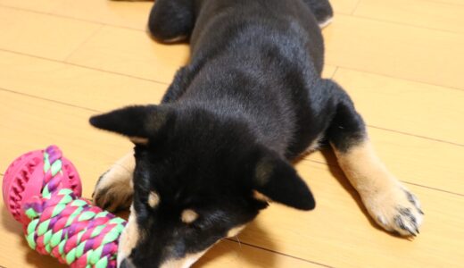 黒柴 大福まめのアマガミが過ぎるのでロープのオモチャを探しました。