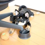危ない！椅子の周りで遊ぶことが好きな黒柴 大福まめ。安全を考えて見つけた障害除けキャスターカバー。【これは良かった！！】ペット巻き込み防止におススメです。