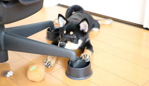 危ない！椅子の周りで遊ぶことが好きな黒柴 大福まめ。安全を考えて見つけた障害除けキャスターカバー。【これは良かった！！】ペット巻き込み防止におススメです。