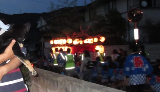 黒柴 大福まめと秋祭り