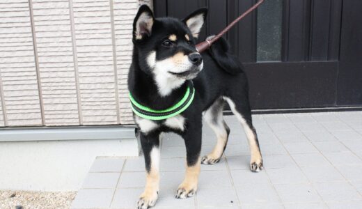 黒柴 大福まめにトレ・ポンティ（Tre Ponti）のハーネスを使ってみました。