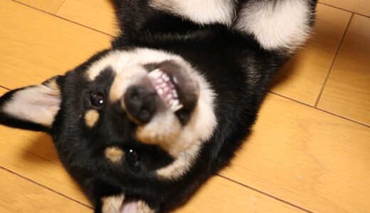 黒柴 大福まめ 歯の生え変わり