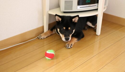 狭いところが大好きな黒柴 大福まめ?