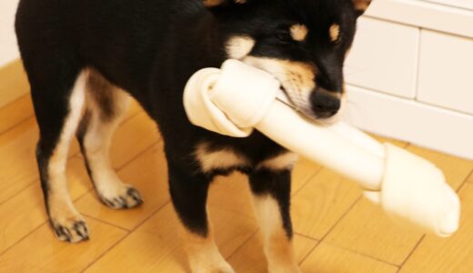 いろんな種類の犬ガム与えてみました ?：黒柴 大福まめが選んだ犬ガムとは？