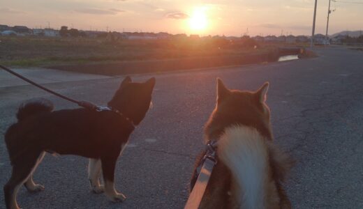 夕陽と柴犬 空まめ、黒柴 大福まめ