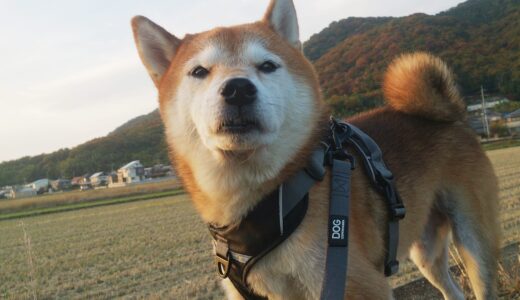 下のソーシャルリンクからフォロー