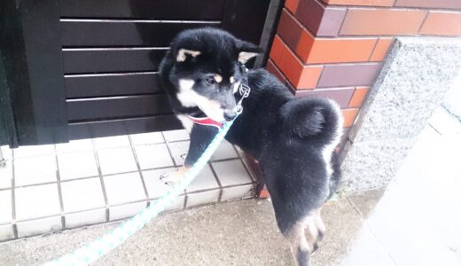 黒柴 大福まめは雨の日でも散歩に行きます。