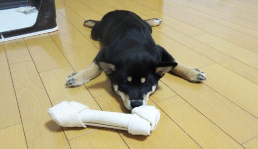 カメかムササビか、黒柴 大福まめの伏せ？