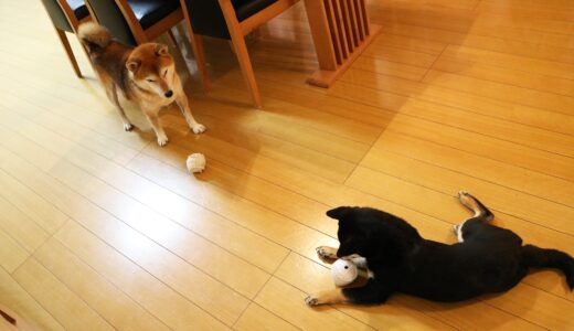 11月1日は犬の日です。