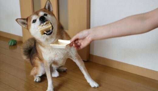 コミフの犬用ケーキを柴犬 空まめと一緒にいただきました。