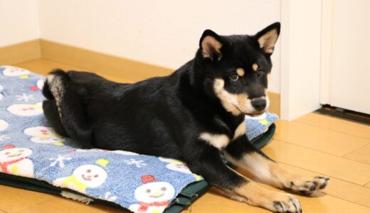寝床が入れ替わった柴犬 空まめと黒柴 大福まめ