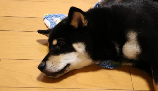 黒柴 大福まめを落ち着かせる魔法の毛布