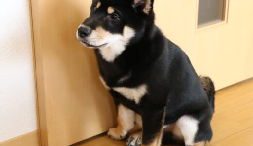 引き戸が開けられるようになった黒柴 大福まめ