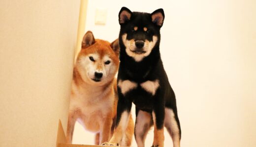 出勤を見送る柴犬たち
