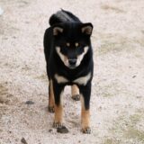 柴犬は毛色が変化します。（黒柴 大福まめ：生後4ヶ月の毛色の記録）
