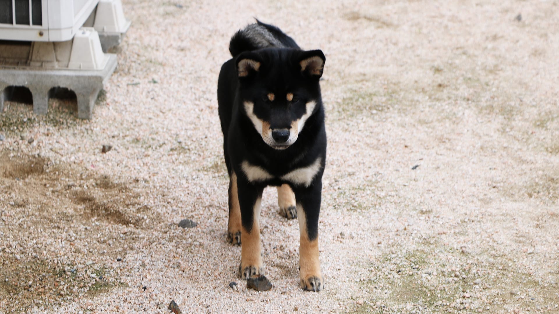 柴犬は毛色が変化します 黒柴 大福まめ 4ヶ月の毛色の記録 まめ家の柴犬