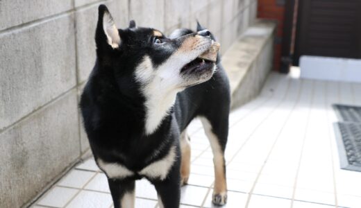 黒柴 大福まめは4ヶ月になっても石遊びはやめられません。（石遊びの記録）