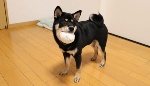 歯の生え替わり時期はナチュラルバランスのベースボールボーンがいいです。