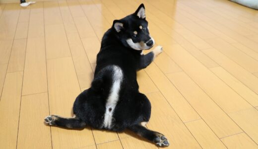 黒柴 大福まめは第二次性徴？