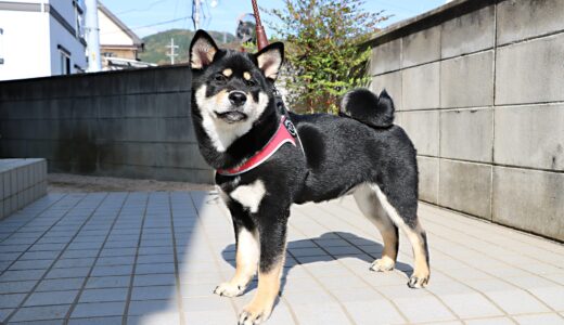 黒柴 大福まめのためにハーネスを新調しました。（トレ・ポンティ：フィッビア ソフトメッシュからフィッビア アジャスタブルへ）