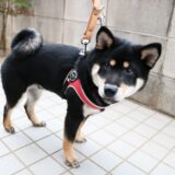 黒柴 大福まめにダブルリードを試してみました。（ファープラストのダブルリード）