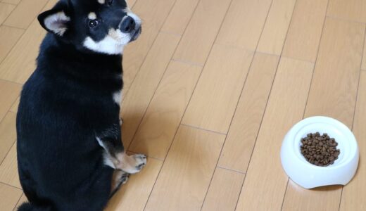 黒柴 大福まめも思わず食べてしまう魔法の粉？（ワンラック・ドッグミルク）