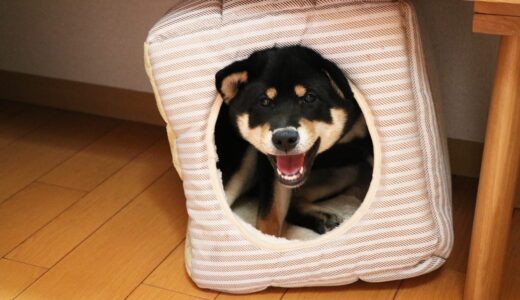 黒柴 大福まめとキューブベッド