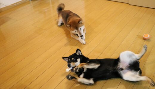 かみさんとむすめの誕生日を祝ったまめ家の柴犬
